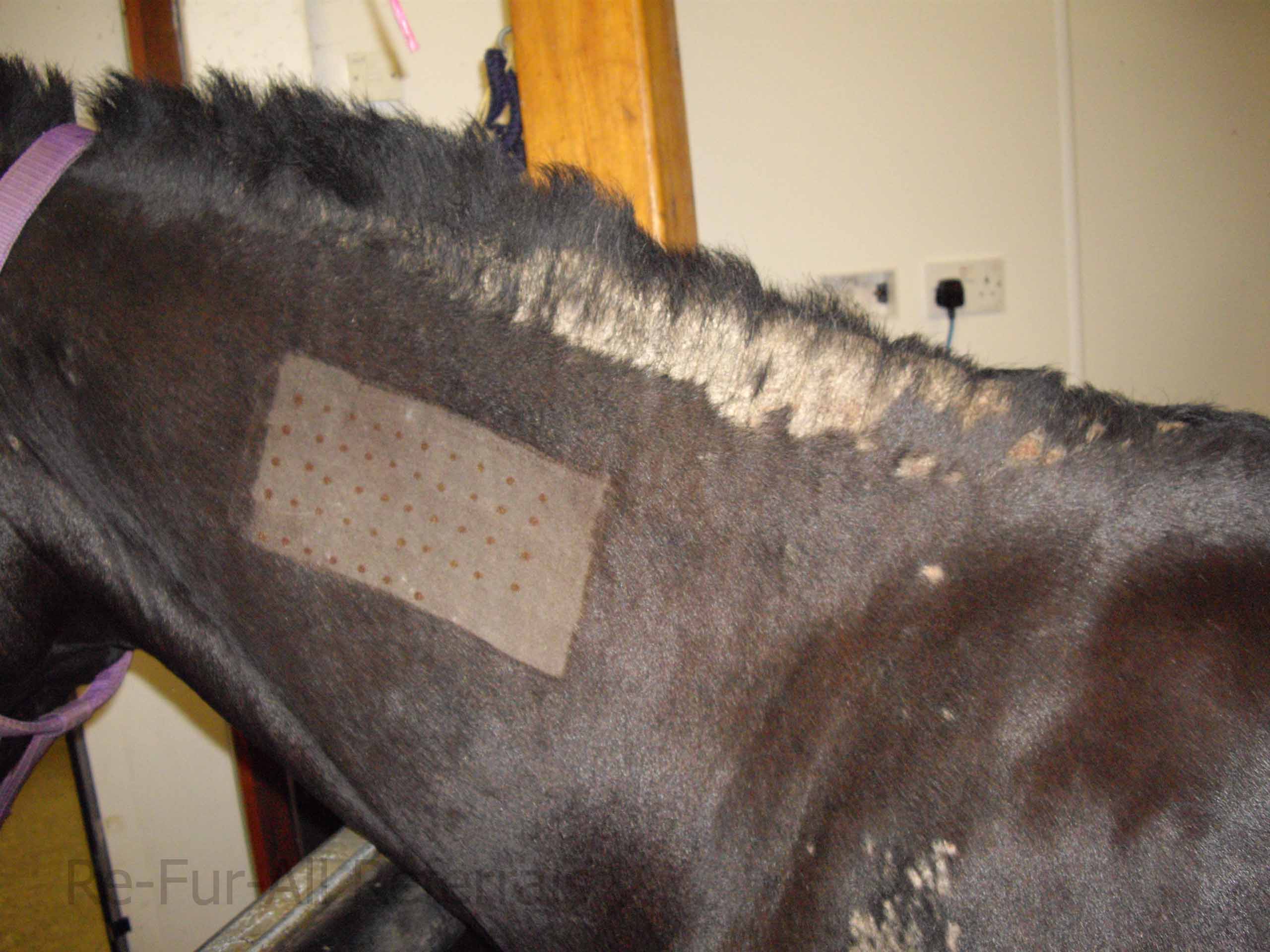 Intradermal allergy test