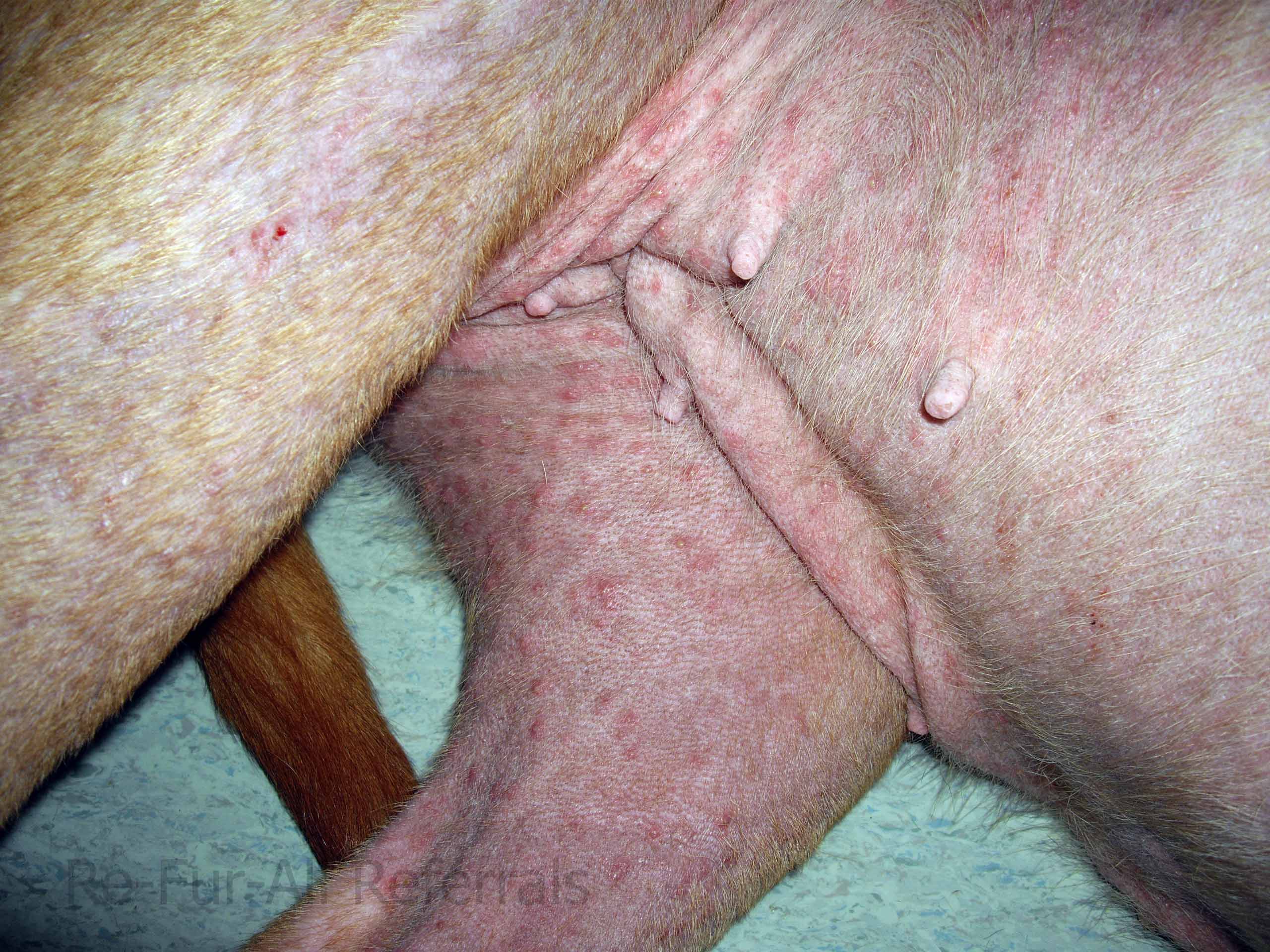Demodicosis